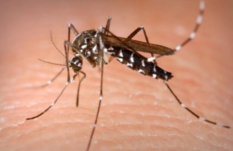 Imagen de Sin circulaci&oacute;n del virus chinkunguya en el pa&iacute;s