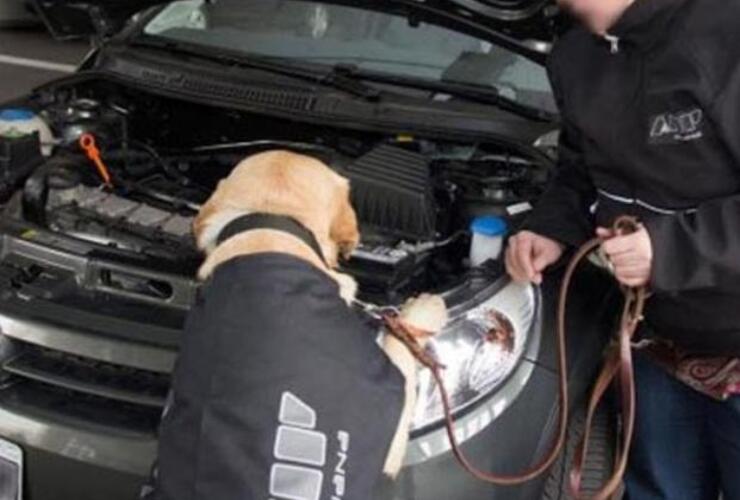 Imagen de Un perro de la AFIP detectó dólares en el motor de un auto que cruzaba a Uruguay