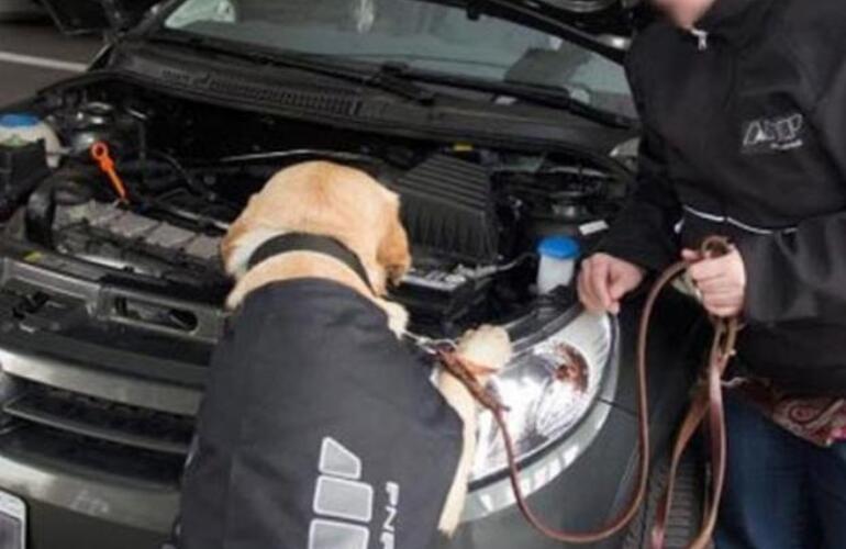 Imagen de Un perro de la AFIP detectó dólares en el motor de un auto que cruzaba a Uruguay