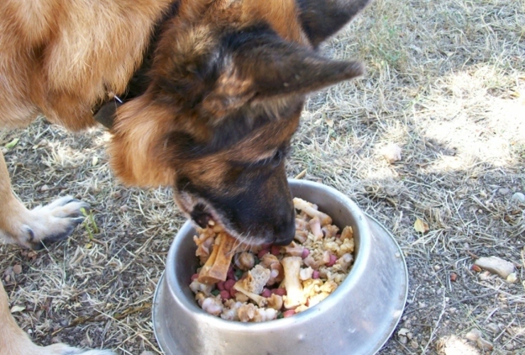 Imagen de Salud animal: Las 10 comidas humanas que peor le hacen a los perros