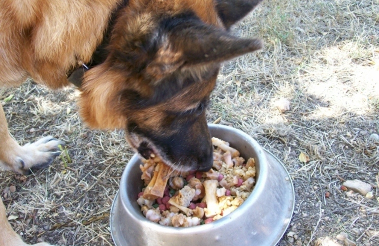 Imagen de Salud animal: Las 10 comidas humanas que peor le hacen a los perros