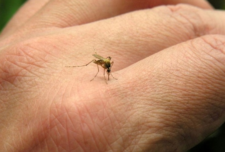 Imagen de Santa Fe puede contener un brote de chikungunya