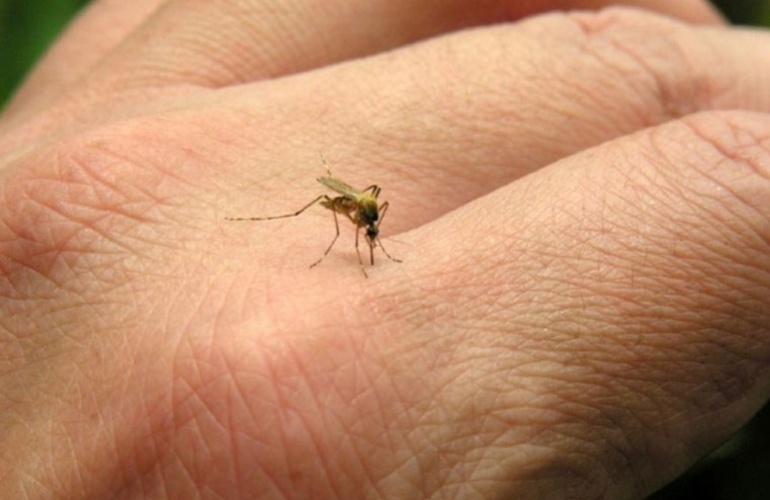 Imagen de Santa Fe puede contener un brote de chikungunya