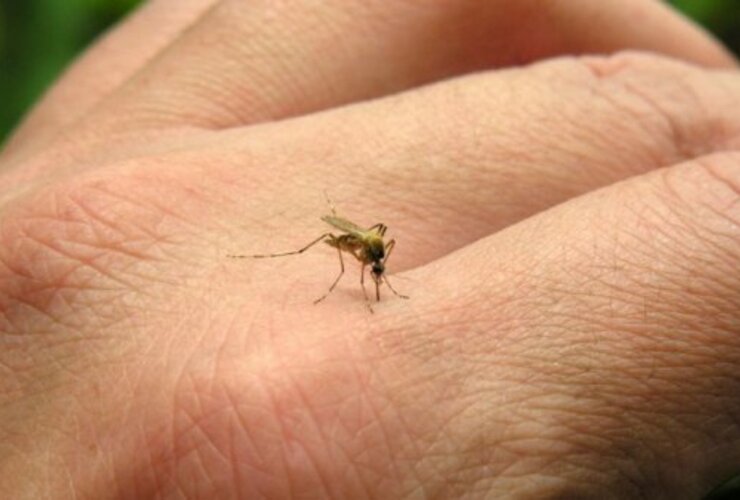 Imagen de Confirmaron el primer caso de fiebre Chikungunya en Córdoba