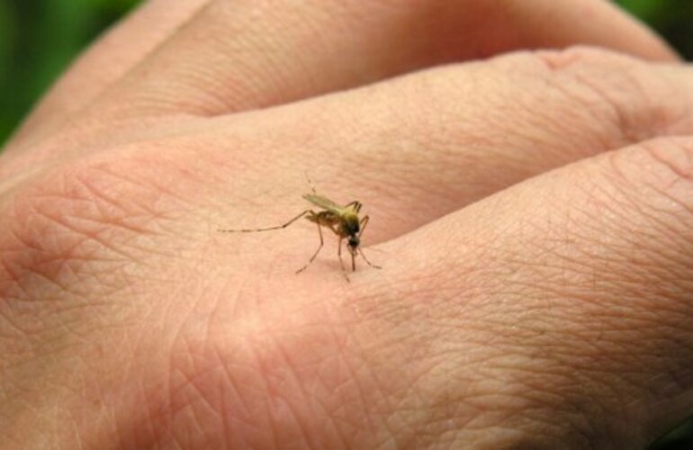 Imagen de Confirmaron el primer caso de fiebre Chikungunya en Córdoba