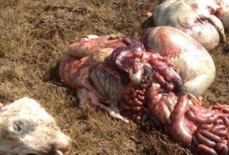 Imagen de Le roban más de 30 vacas y dejan las vísceras y cabezas del ganado