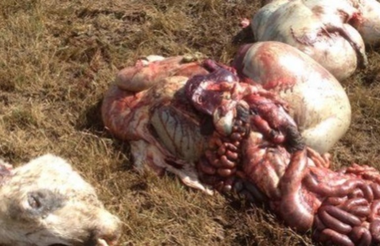 Imagen de Le roban más de 30 vacas y dejan las vísceras y cabezas del ganado