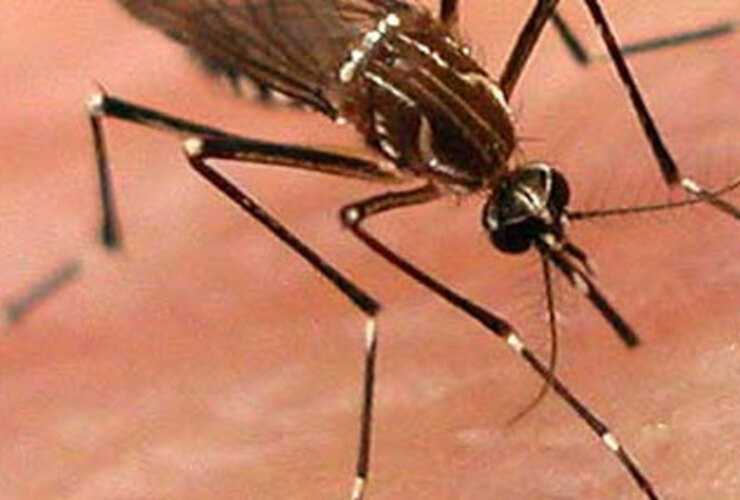 El virus chikungunya se trasmite del mismo modo que el dengue, por el aedes aegypti.