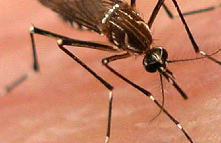 El virus chikungunya se trasmite del mismo modo que el dengue, por el aedes aegypti.