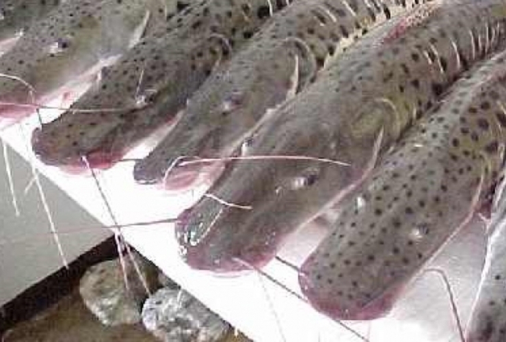 Imagen de Comenzó la veda pesquera de surubí