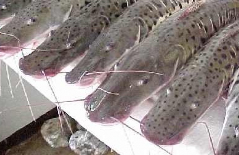 Imagen de Comenzó la veda pesquera de surubí
