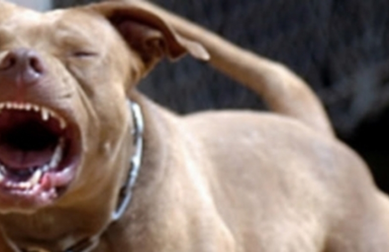 Imagen de Un hombre est&aacute; grave tras ser mordido por un pitbull