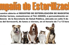 Imagen de Esterilización de mascotas