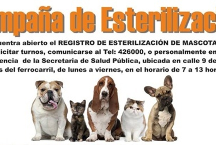 Imagen de Esterilización de mascotas