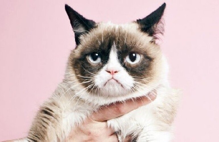 Imagen de Abrir&aacute;n la primera cafeter&iacute;a de gatos