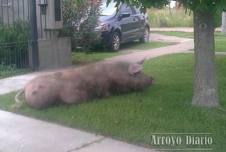 Imagen de Visitas inesperadas en el Barrio Asunción