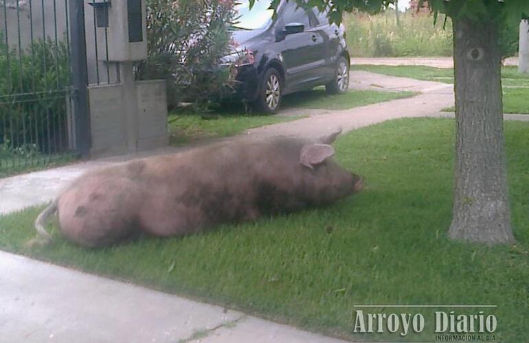 Imagen de Visitas inesperadas en el Barrio Asunción