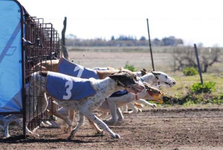 . Los galgos son sometidos a prácticas aberrantes para lograr su máximo rendimiento, y luego desechados