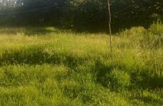 Imagen de �Que por favor vengan a cortar el pasto�