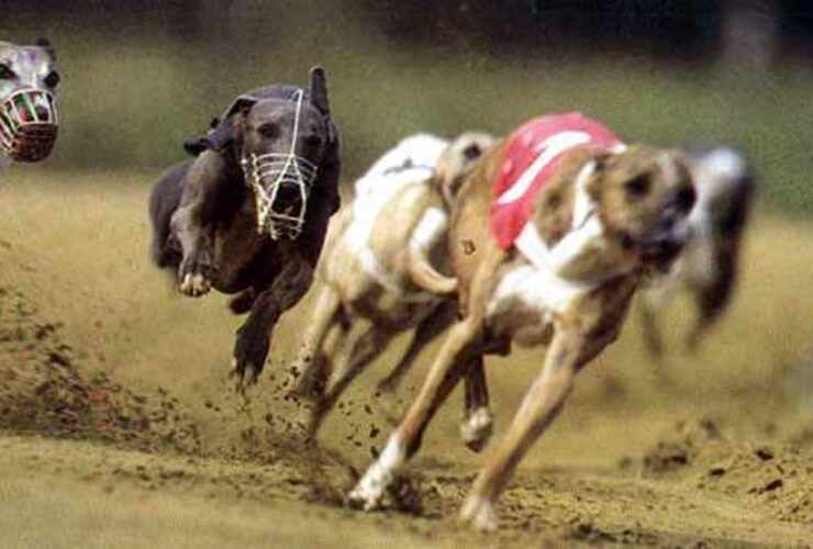 Imagen de Prohibieron las carreras de perros en Santa Fe