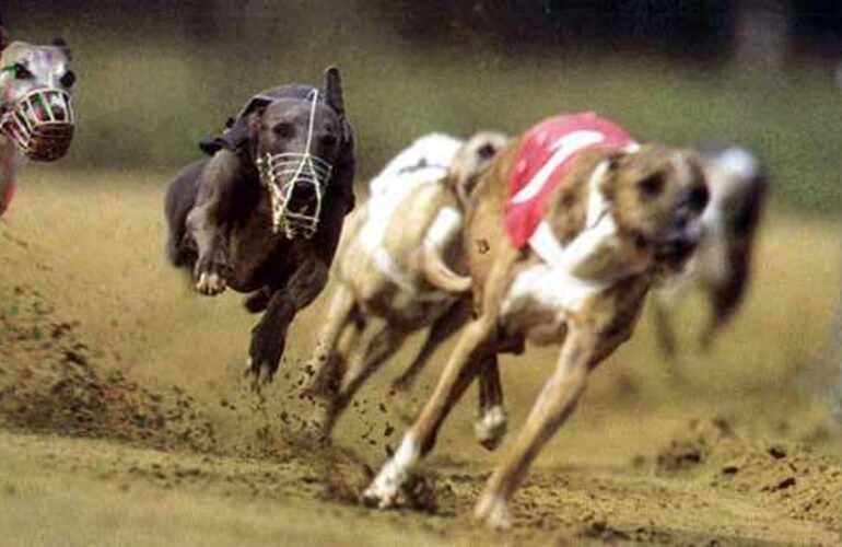 Imagen de Prohibieron las carreras de perros en Santa Fe