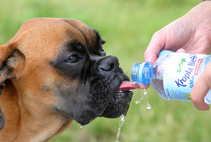 Imagen de Golpe de calor: prevenir es la clave