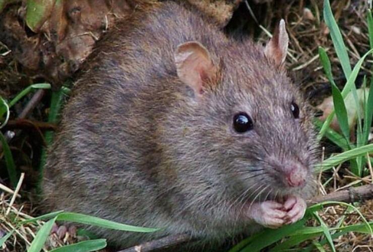 Imagen de Dos pescadores están internados en el Hospital Provincial por un cuadro de leptospirosis