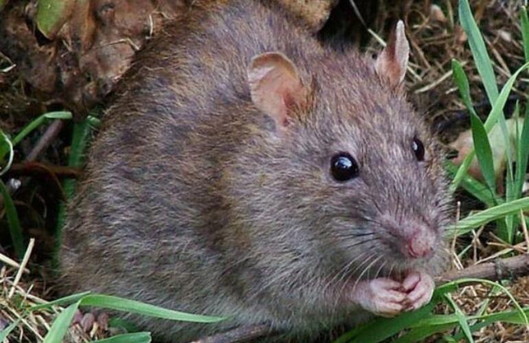 Imagen de Dos pescadores están internados en el Hospital Provincial por un cuadro de leptospirosis