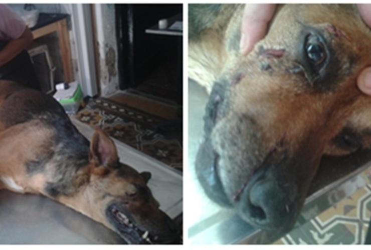 Las imágenes fueron difundidas a través de facebook Las imágenes fueron difundidas a través de facebook