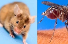 Foto: Imagen Ilustrativa