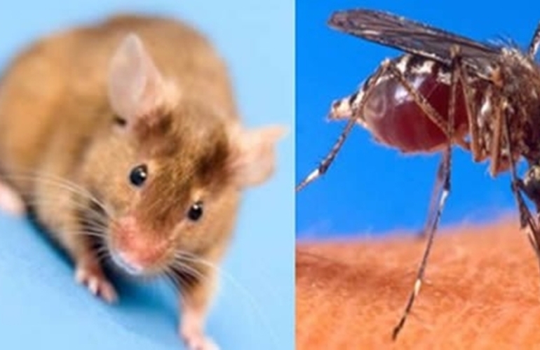 Foto: Imagen Ilustrativa