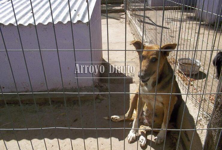 El refugio alberga hoy en día a 100 perros callejeros