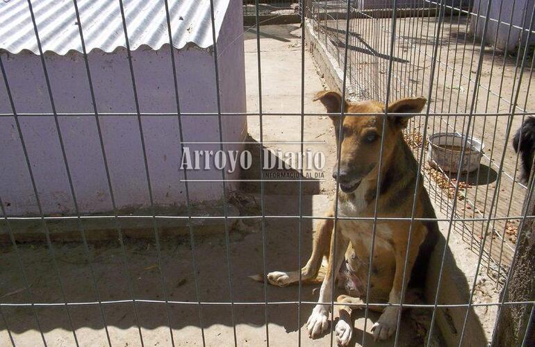 El refugio alberga hoy en día a 100 perros callejeros