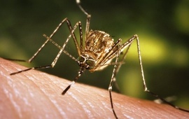 El aedes aegypti se cría hacia el interior de las viviendas o en reservorios de agua limpia y quieta. Foto: www.seprin.info