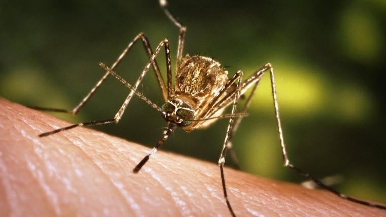 El aedes aegypti se cría hacia el interior de las viviendas o en reservorios de agua limpia y quieta. Foto: www.seprin.info