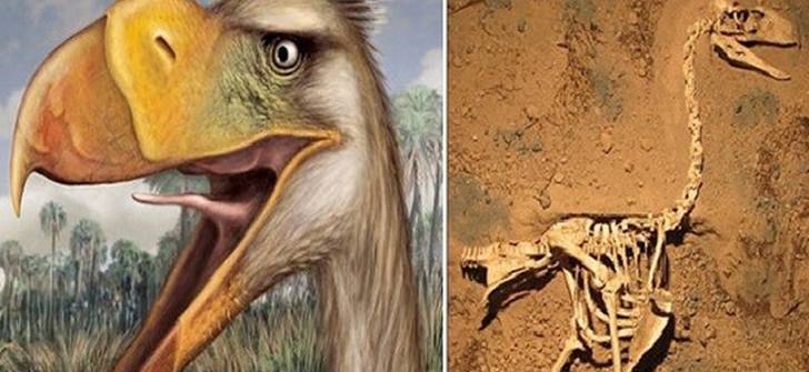 Hallan en Mar del Plata los restos de un ave del terror prehistórica