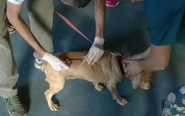 Foto: Facebook Amor Animal Fighiera