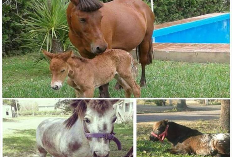 Robaron dos ponis y una petisa