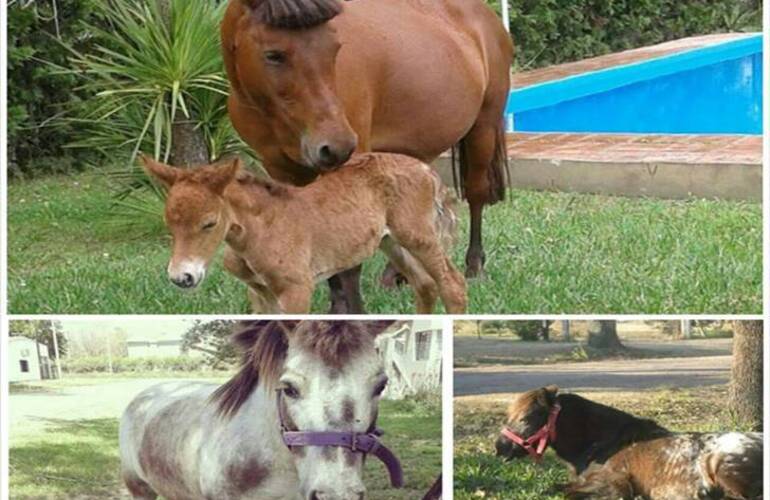 Robaron dos ponis y una petisa