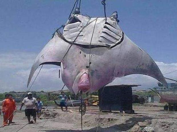La mantarraya más grande del mundo fotografiada por una turista.