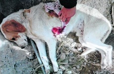 Gloria, la due&ntilde;a de Dicon, defini&oacute; al can como "muy guardi&aacute;n". Foto: rionegro.com.ar