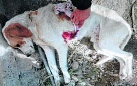 Gloria, la dueña de Dicon, definió al can como "muy guardián". Foto: rionegro.com.ar