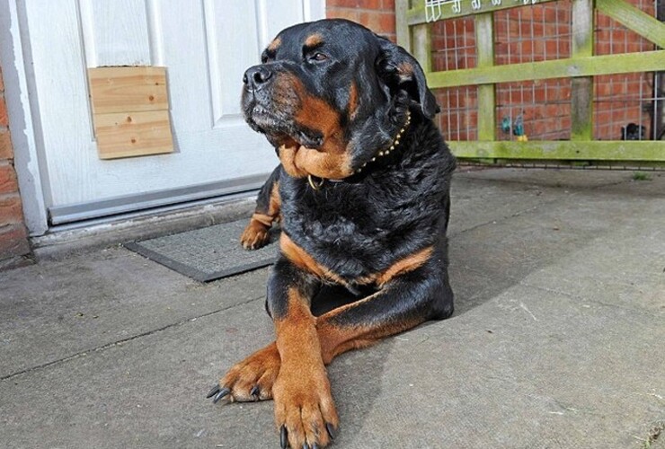 Una beba murió por el ataque de un perro rottweiler