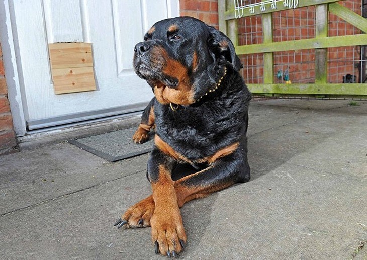 Una beba murió por el ataque de un perro rottweiler