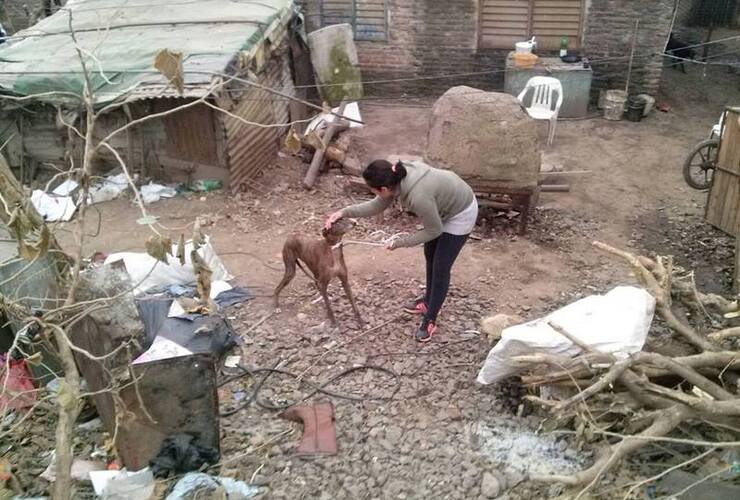 Por los barrios. Las proteccionistas fueron a buscar a los animalitos a distintos barrios de Arroyo Seco