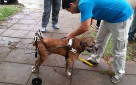 La historia de los alumnos santafesinos que fabrican carros ortopédicos para perros