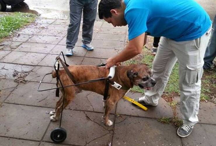 La historia de los alumnos santafesinos que fabrican carros ortopédicos para perros