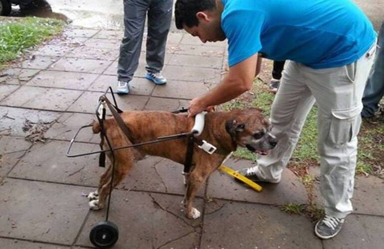 La historia de los alumnos santafesinos que fabrican carros ortopédicos para perros