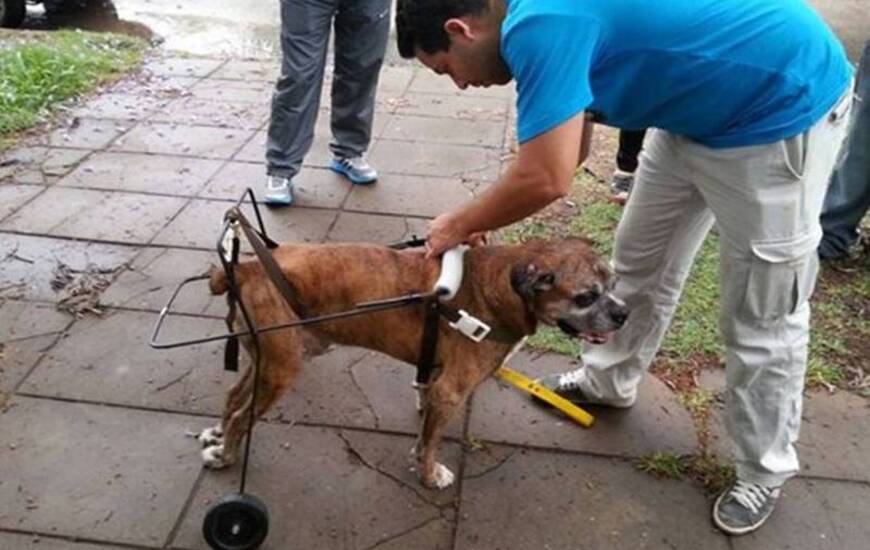 La historia de los alumnos santafesinos que fabrican carros ortopédicos para perros