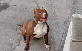 El animal fue retenido por el Imusa y sería de unos comerciantes de la zona.